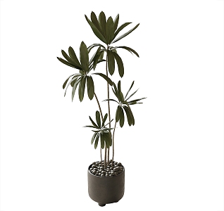 Modern Potted Plant 3d model