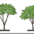 Lush Green Arbor Trees In Square Planters With Dense Foliage And Healthy Growth