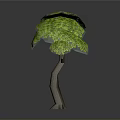 Green Tree with Umbrella Shaped Canopy and Brown Trunk on Gray Background