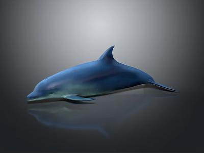 Blue Dolphin Streamlined Body With Smooth Surface Reflection Against Gray Gradient Background Lighting Effect 3d model