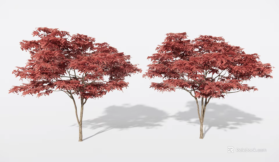 Two Slender Trunk Arbor Trees With Red Leaves And Shadows On White Background 3d model