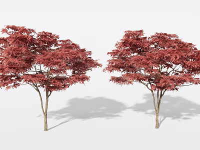 Two Slender Trunk Arbor Trees With Red Leaves And Shadows On White Background 3d model