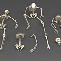 Multiple Skeletons In Various Poses Lying Sitting With Scattered Bones And Skull On Gray Background
