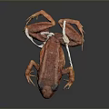 Detailed View Of Frog Biological Specimen With Internal Organs And Skin