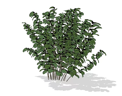 Vibrant Green Lush Shrub with Dense Leafy Foliage and Natural Shape 3d model
