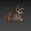 Realistic Deer Head Mount With Large Antlers On Gray Background 3d model