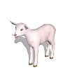 Adorable White Young Lamb With Soft Wool Standing On White Background Looking Cute 3d model