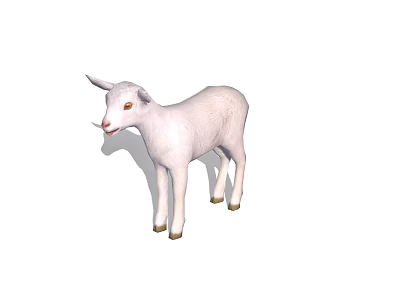Adorable White Young Lamb With Soft Wool Standing On White Background Looking Cute 3d model