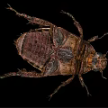 Brown Winged Flying Beetle with Hard Exoskeleton Detailed View on Black Background