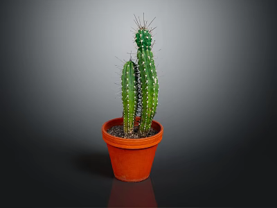 Potted Green Columnar Cactus with Spines in Orange Terracotta Pot on Dark Background 3d model