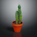 Potted Green Columnar Cactus with Spines in Orange Terracotta Pot on Dark Background