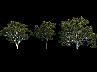 Three Green Trees With Lush Foliage And Natural Appearance Against Black Background 3d model