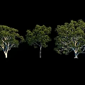 Three Green Trees With Lush Foliage And Natural Appearance Against Black Background
