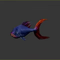 Vibrant Colorful Fish With Blue Body Red And Purple Fins On Gray Background