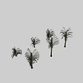 Various Forms of Palm Trees Display with Green Foliage and Sturdy Trunks
