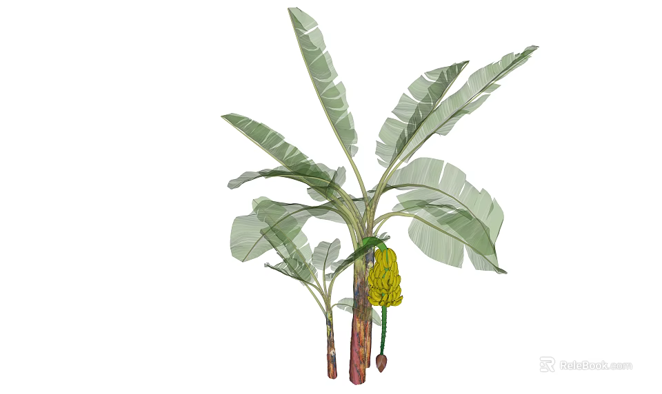 Banana Tree Arbor With Large Green Leaves And Hanging Banana Bunch 3d model 