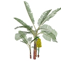 Modern banana tree 3d model