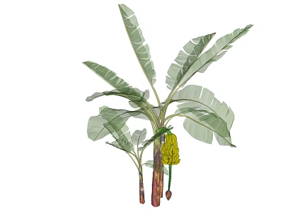 Banana Tree Arbor With Large Green Leaves And Hanging Banana Bunch 3d model