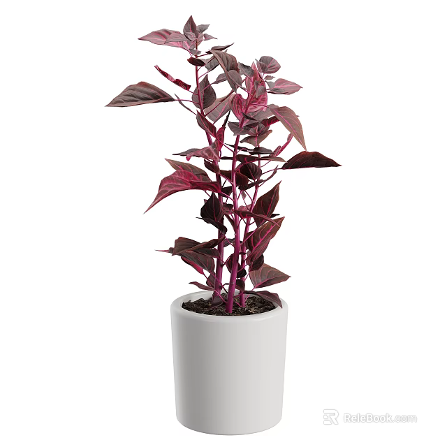 White Ceramic Vase with Vibrant Purple Leaf Plant for Indoor Decor 3d model 