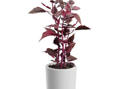 White Ceramic Vase with Vibrant Purple Leaf Plant for Indoor Decor 3d model