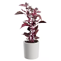 White Ceramic Vase with Vibrant Purple Leaf Plant for Indoor Decor