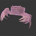 Detailed Realistic Crab With Large Claws And Brown Orange Shell On Dark Background