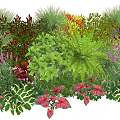 Colorful Plant Combination With Ferns Red Leaves Purple Flowers And Green Shrubs