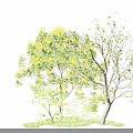Lush Arbor Trees With Yellow And Purple Blooms Green Leaves And Grass Ground