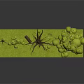 Green Grass With Trees In Lush Foliage Bare Trunks Small Sapling Stone And Mushrooms