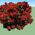 Vibrant Red Flowering Shrub With Lush Green Leaves And Abundant Blooms