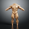 Muscular Limbs Of Human Body Model Displaying Well Defined Muscles And Toned Structure