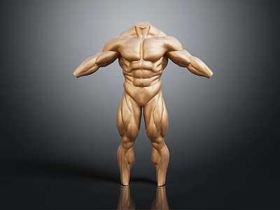 Muscular Limbs Of Human Body Model Displaying Well Defined Muscles And Toned Structure 3d model