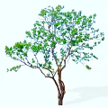 Single Deciduous Tree With Lush Green Foliage And Strong Brown Trunk 3d model