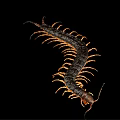 Long Segmented Centipede With Dark Body And Orange Legs On Black Background 3d model
