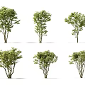 Collection of Six Green Trees With Varied Foliage And Trunk Structures