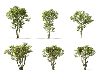Collection of Six Green Trees With Varied Foliage And Trunk Structures 3d model