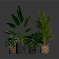 Indoor Plant Arrangement With Large Leaf And Palm Plants In Woven And Concrete Planters