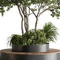 Lush Ornamental Tree with Circular Wooden Planter Gravel and Low Green Plants