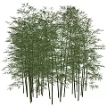 Tall Green Bamboo with Slender Stems and Lush Foliage in Natural Grove