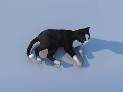 Black And White Cat Lying On Light Blue Background With Shadow 3d model