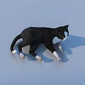 Black And White Cat Lying On Light Blue Background With Shadow 3d model