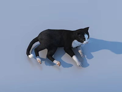 Black And White Cat Lying On Light Blue Background With Shadow 3d model