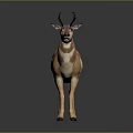 Realistic Standing Pronghorn Antelope With Brown White Coat On Gray Background