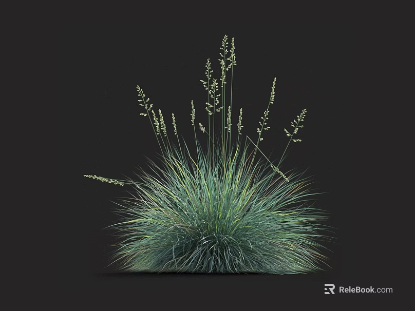 Lush Green Ornamental Grass With Feathery Leaves And Spiky Seed Heads 3d model 