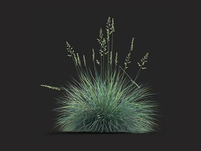 Lush Green Ornamental Grass With Feathery Leaves And Spiky Seed Heads 3d model