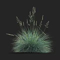 Lush Green Ornamental Grass With Feathery Leaves And Spiky Seed Heads