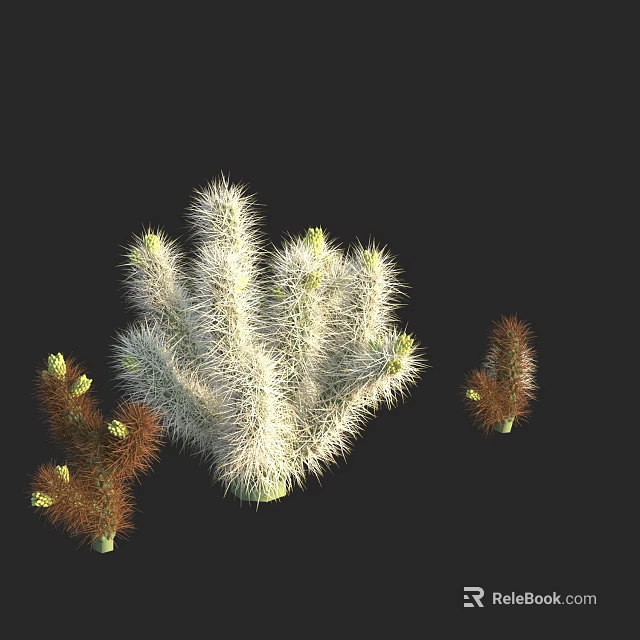 Decorative Bonsai Cactus Potted Plants with White Spiny and Brown Varieties 3d model 