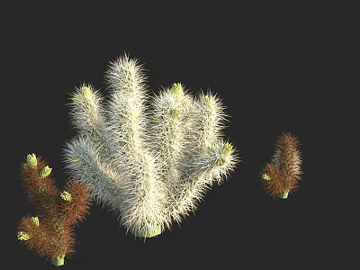 Decorative Bonsai Cactus Potted Plants with White Spiny and Brown Varieties 3d model