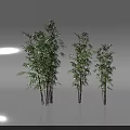 Three Bamboo Plants With Green Leaves On White Background And Reflection