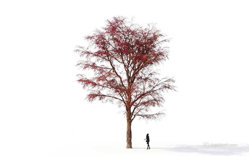 Tall Arbor with Vibrant Red Leaves Against White Background and Person Standing Under 3d model 